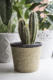 绿色仙人掌仙人球摄影素材 绿色仙人掌仙人球摄影素材