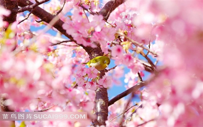 蔷薇科粉色的樱花图片