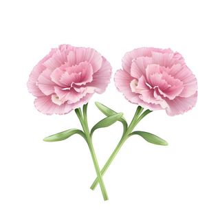 母亲节康乃馨花免抠