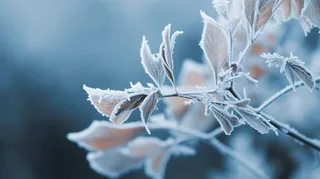 冬季树枝雾凇景象摄影图