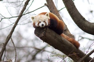 小棕熊动物园动物设计素材森林野生