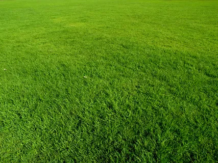 绿色草地背景图片下载 绿色草地背景图片下载