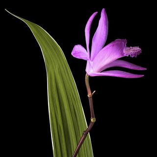 超高清紫色鲜花图片