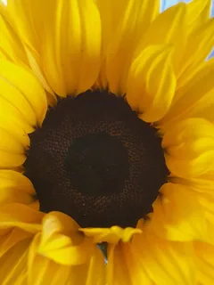 黄色向日葵摄影素材