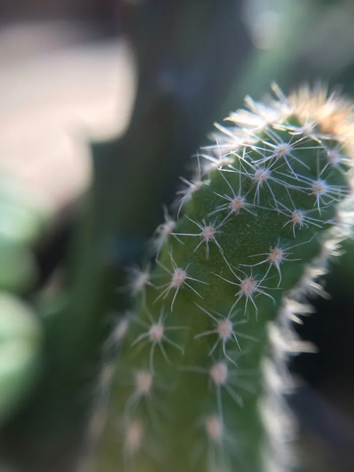 绿色仙人掌仙人球摄影素材