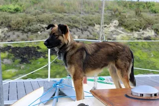 大型宠物狗图片