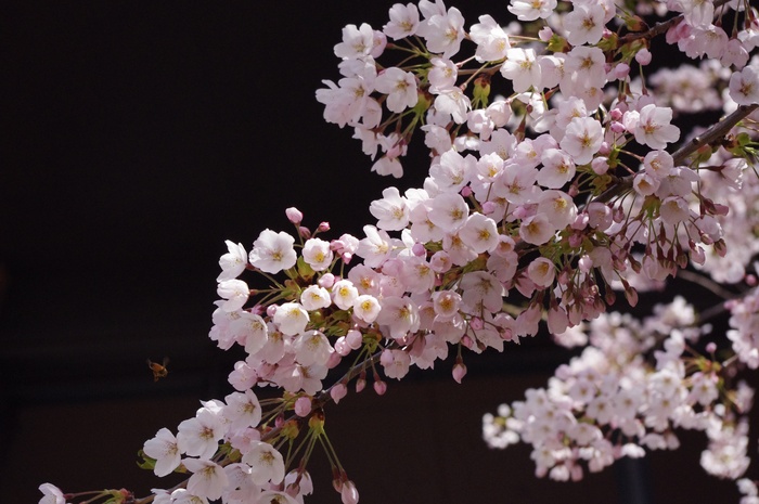 粉色樱桃花开花图片