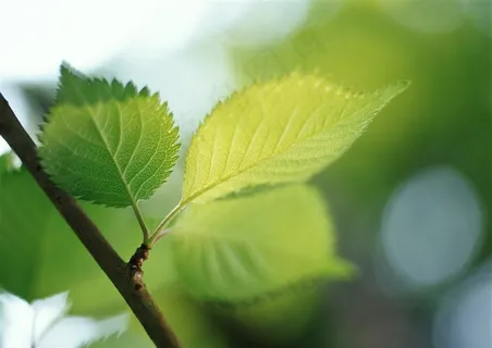 森林树木风景摄影 素材 森林树木风景摄影 素材