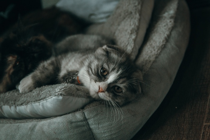 可爱猫咪猫猫摄影素材