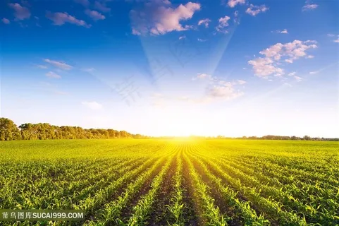 生机勃勃的农田高清摄影图片