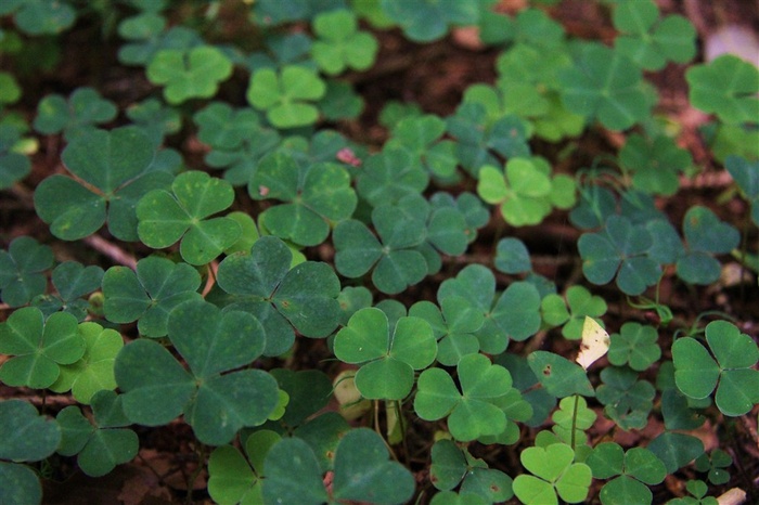 幸运草素材图片