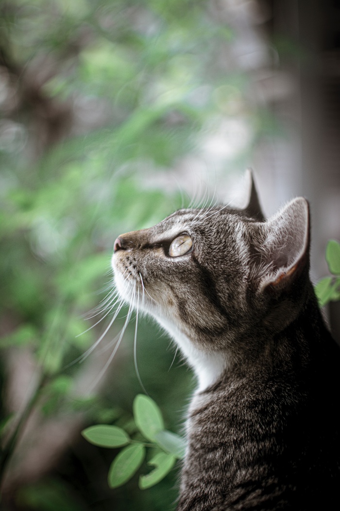 可爱猫咪猫猫摄影素材