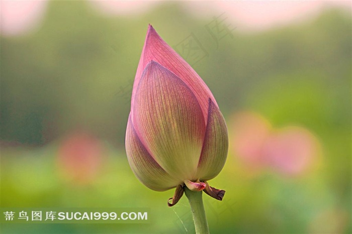 荷花花苞素材