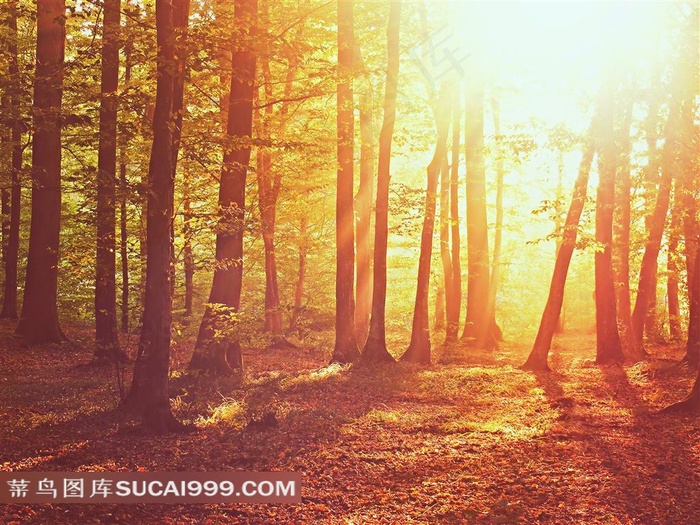 茂密树林与地上的落叶摄影高清图片