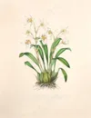 高清兰花彩绘插图片
