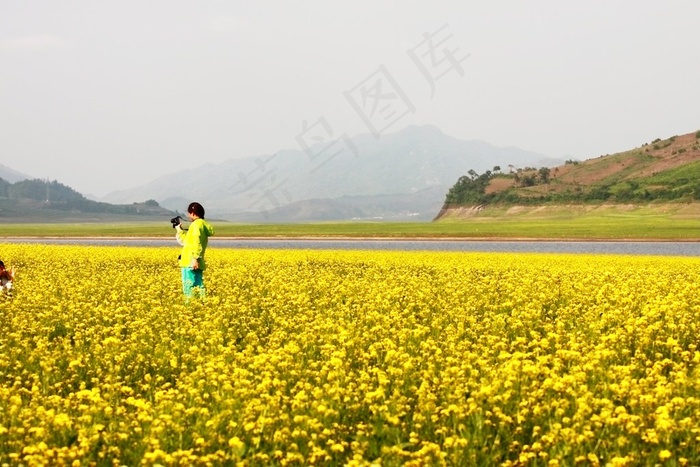 金色麦田背景图片