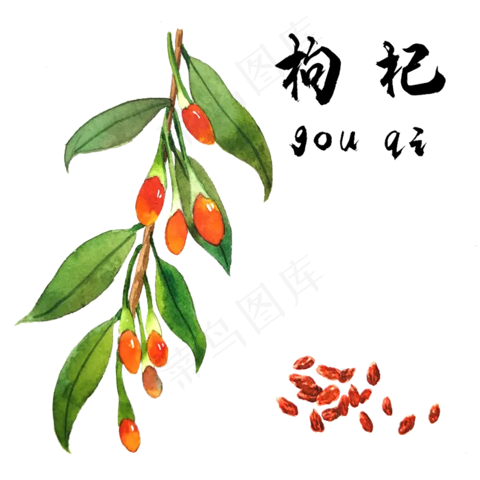 手绘草本中药药材枸杞