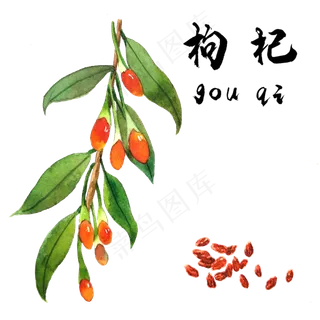 手绘草本中药药材枸杞