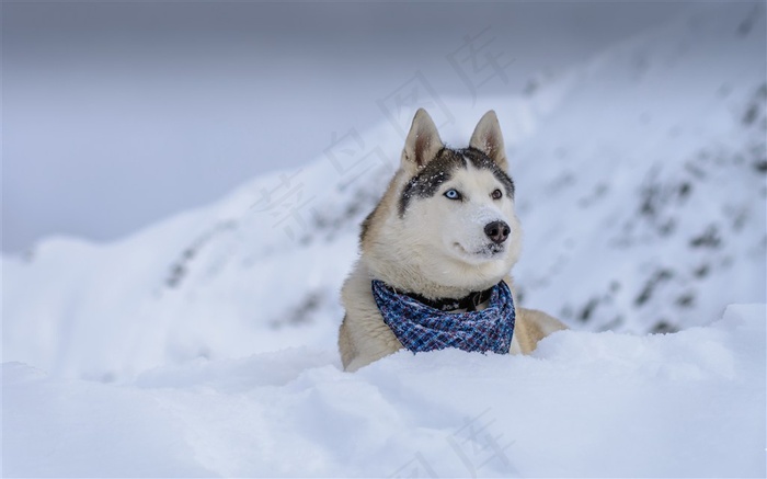 雪地上的哈士奇