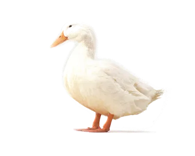 鹌鹑蛋 (超市商品白底图免抠实物摄影png格式图片透明底336