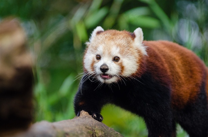 褐红色的小熊猫图