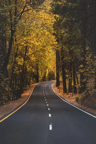 秋天树林公路图片