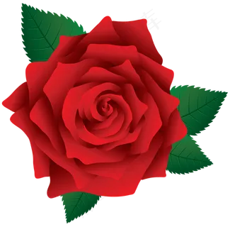 玫瑰 红色 红玫瑰 玫瑰花 花朵 鲜花特写 免抠 花束