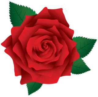 玫瑰 红色 红玫瑰 玫瑰花 花朵 鲜花特写 免抠 花束