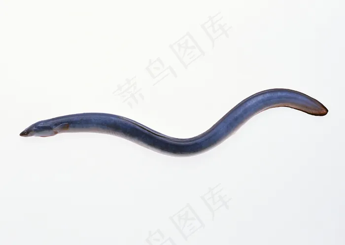 水生物 257