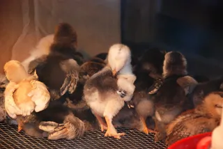 鸡母鸡走地鸡散养鸡鸡肉农村牧场山鸡山鸟