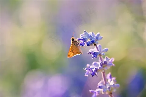 高清唯美蝴蝶和鲜花图片