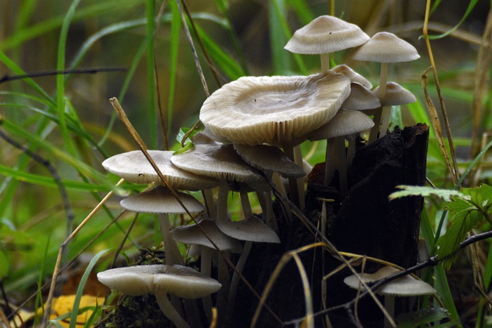 白色蘑菇群图片