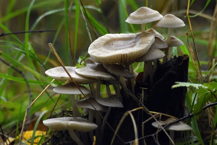 白色蘑菇群图片