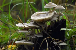 白色蘑菇群图片