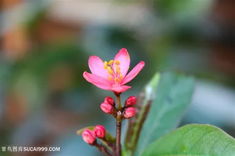 好看的梅花图片 好看的梅花图片