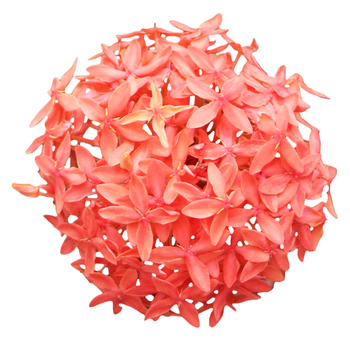 鲜花玫瑰免扣素材