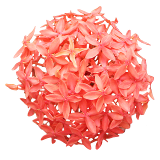 鲜花玫瑰免扣素材