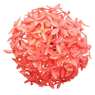 鲜花玫瑰免扣素材