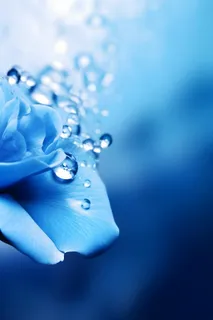 清新露珠蓝白色背景