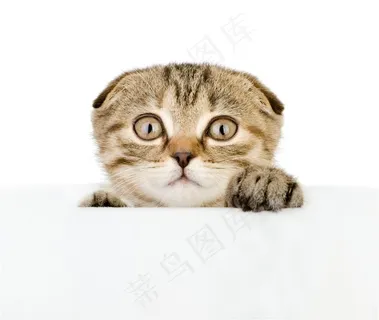 一只超级可爱的小猫咪 一只超级可爱的小猫咪