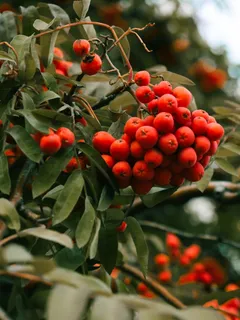 花楸树红色果实图片 花楸树红色果实图片