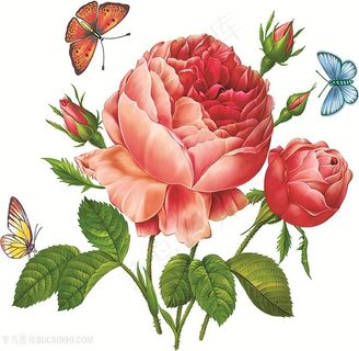 一朵漂亮的玫瑰