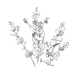 线条草本花卉手绘植物-桉树