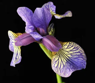 鸢尾花图片下载