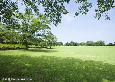 草地天空-绿油油的草地