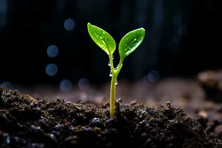 嫩芽生长土地摄影图