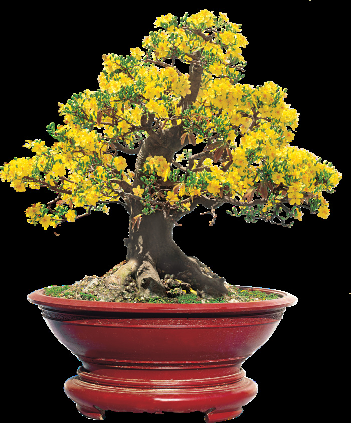 梅花花盆装饰新年背景