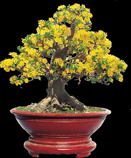 梅花花盆装饰新年背景