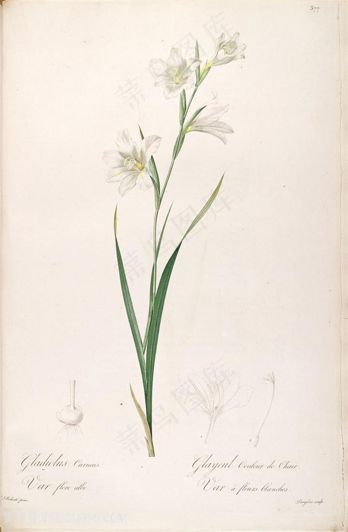 雷杜德原版高清花草唯美兰花图谱素材