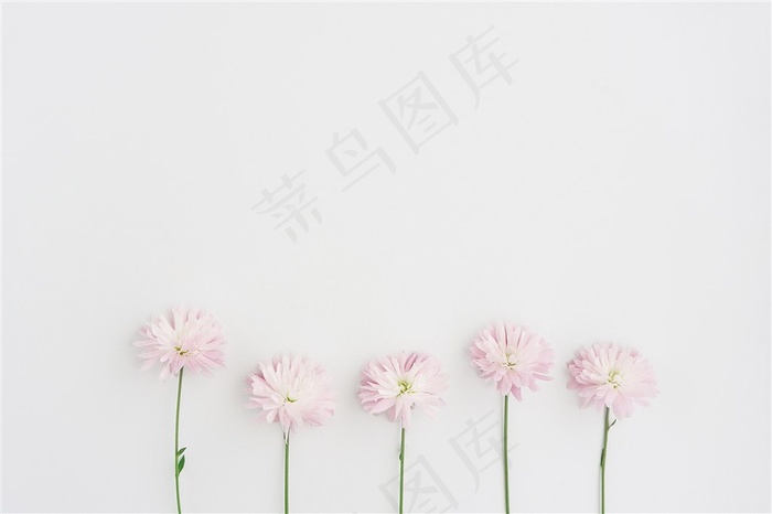 春季春天粉色鲜花波斯菊卉桌面背景